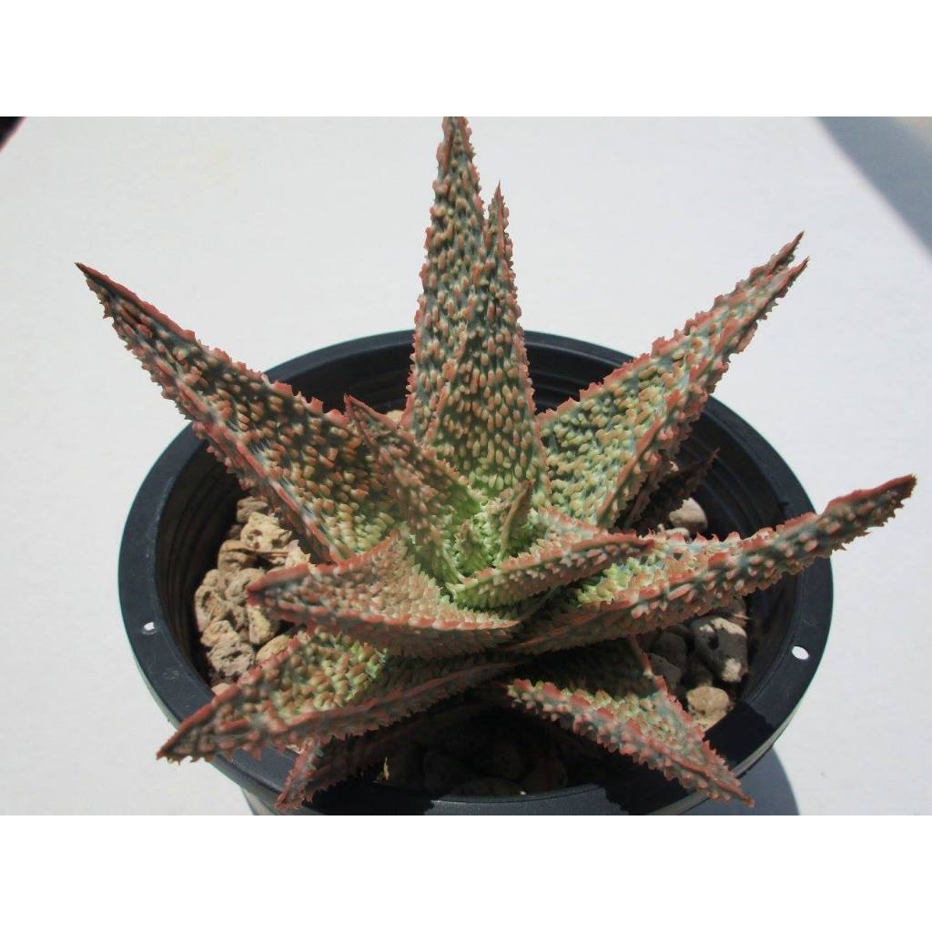 Aloe TCT Valkrye