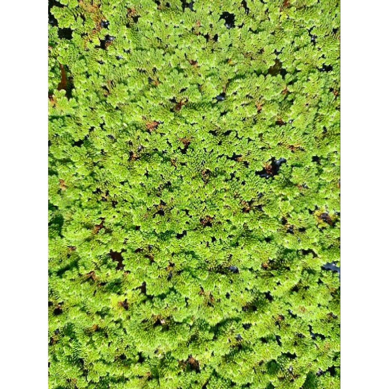 azola azolla ,pakan entok entog ayam unggas /500gr