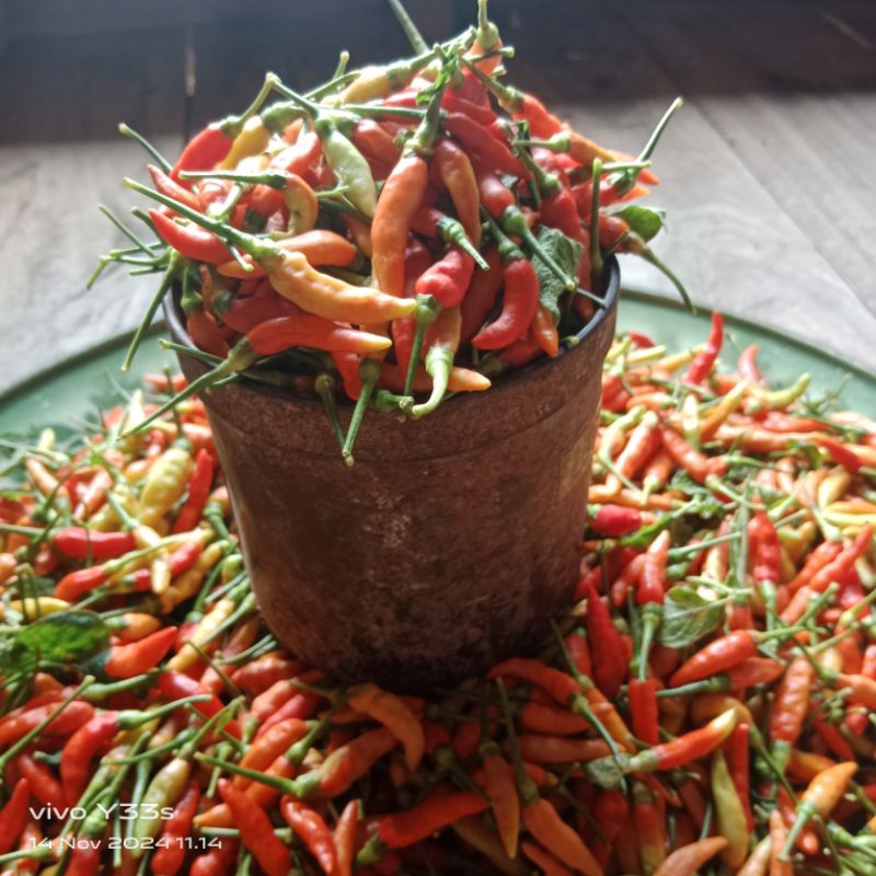

CABE SEGAR KUALITAS SUPER PEDAS CABE TAMPANING
