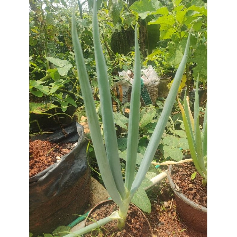 

Daun Bawang | Bawang Daun seger || tanaman Daun Bawang