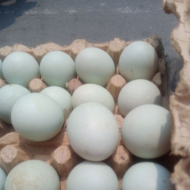 

telur