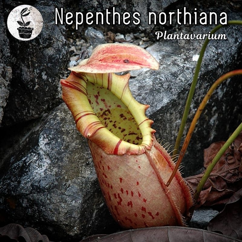 Tanaman Karnivora Kantung Semar Nepenthes Northiana