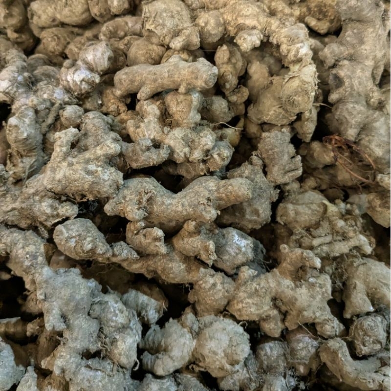 

Ginger / Jahe Emprit / Jahe Kecil 250 gram