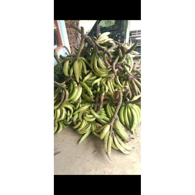 

Pisang tanduk madu