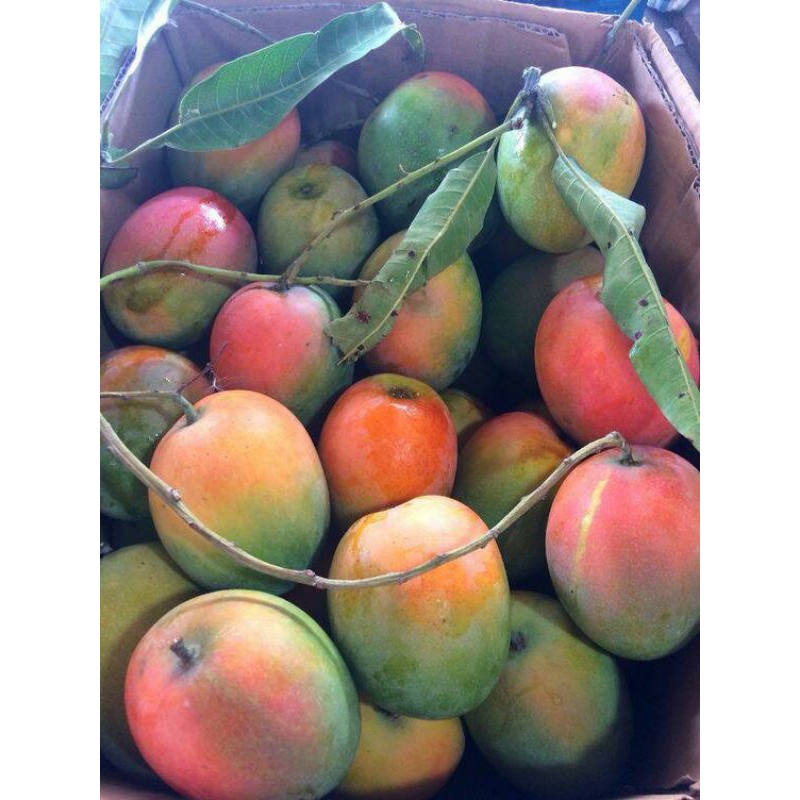 

Mangga Gedong Gincu - Manis