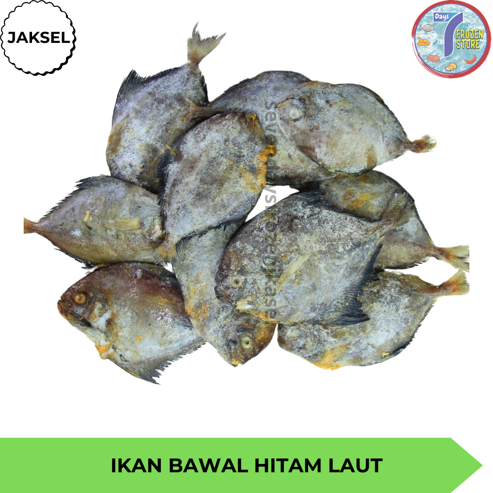 

Ikan Bawal Hitam Laut Beku Frozen