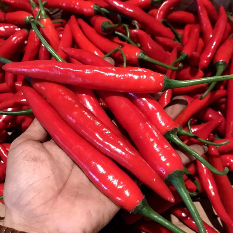 

CABAI MERAH BESAR 500 gr