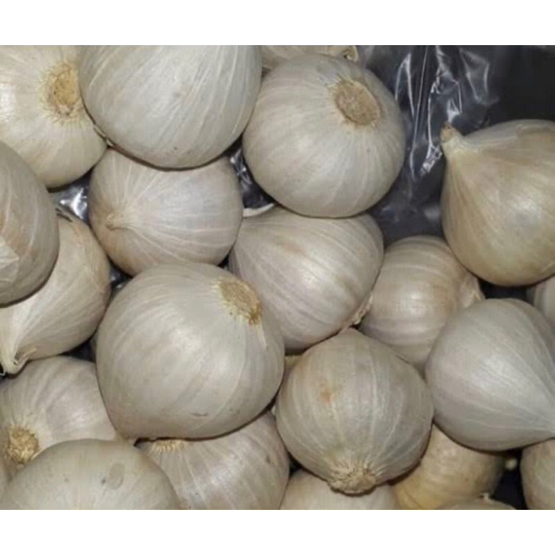 

Bawang Putih Tunggal / Bawang Tunggal / Bawang Lanang 1kg Import Kualitas SUPER Ukuran Sedang