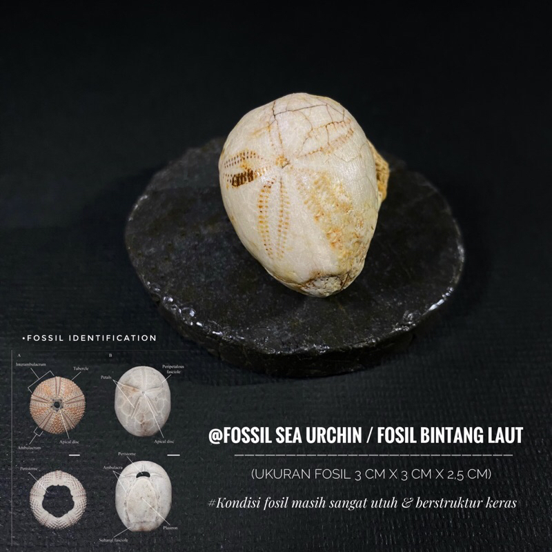 Fossil Sea Urchin Natural B13 atau Fosil Bintang Laut atau Fosil Landak Laut atau Fosil Awar Awar