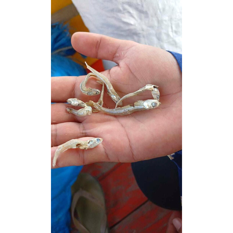 

ikan teri pulau
