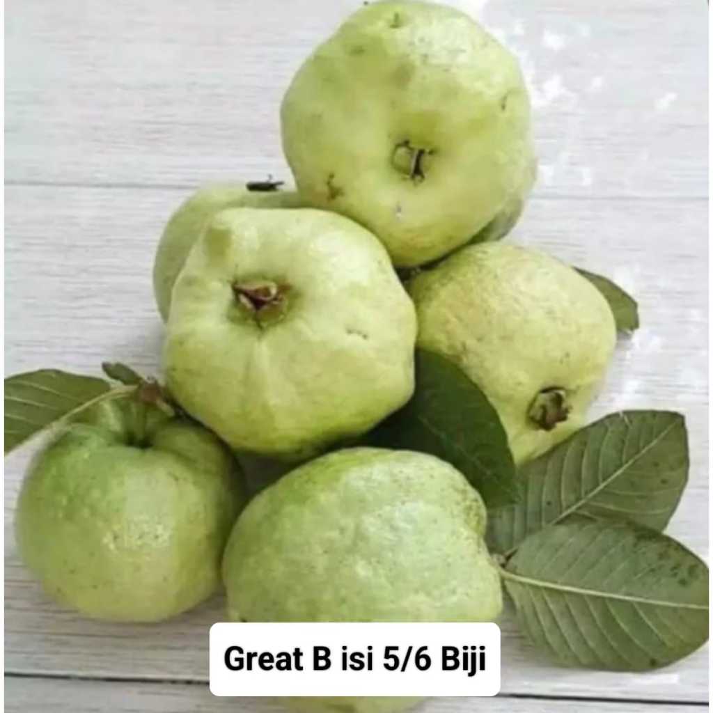 

JAMBU KRISTAL GREAT B ISI 5/6 BIJI