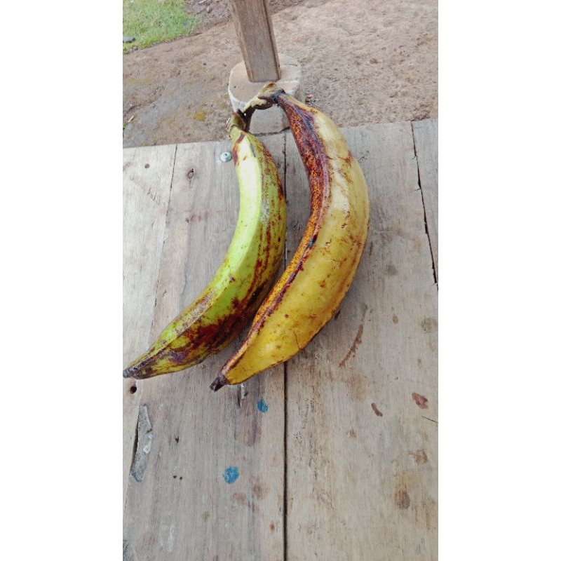 

pisang tanduk madu