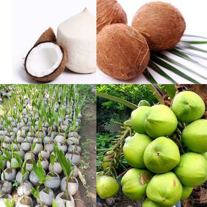 

Isi 5 Kelapa Entok Genjah Super, Kelapa Entok Genjah Besar, Kelapa Entog