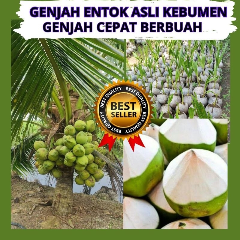 

Isi 5 Kelapa Gading Genjah, Kelapa Hijau