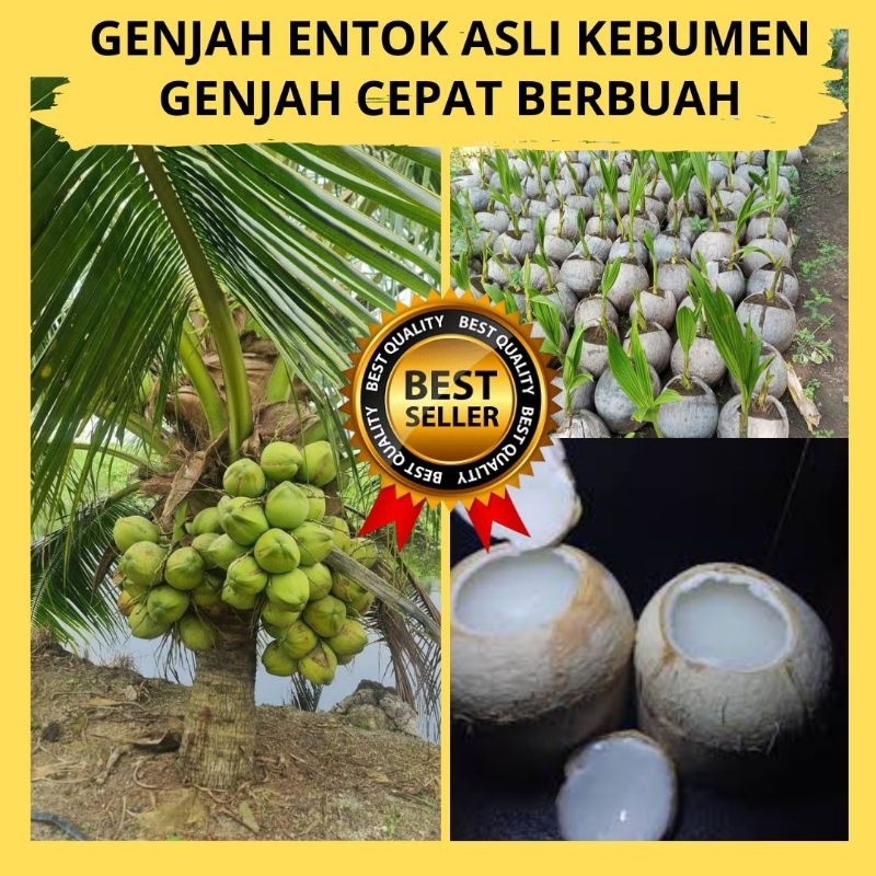 

Isi 5 Kelapa Ijo Asli, Kelapa Ijo Muda, Kelapa Ijo