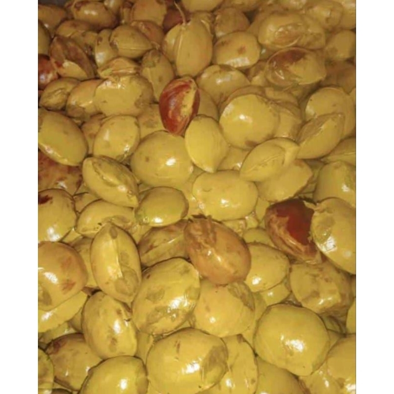 

Jengkol tua Punel lokal Jombang