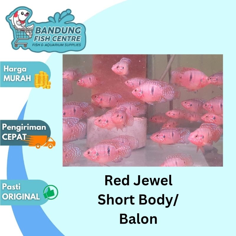 Ikan Red Jewel Short Body atau Balon SB Cichlid