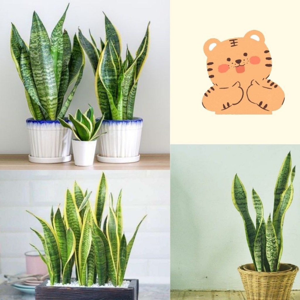 Isi 10 Tanaman Lidah Mertua Hidup, Tanaman Lidah Mertua Jumbo, Tanaman Lidah Mertua Jumbo Super