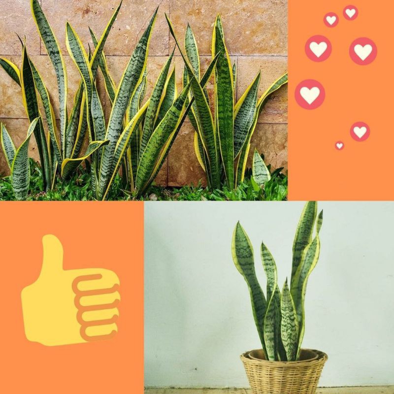 10Pohon Lidah Mertua Mini, Lidah Mertua Kecil, Lidah Mertua Tanaman