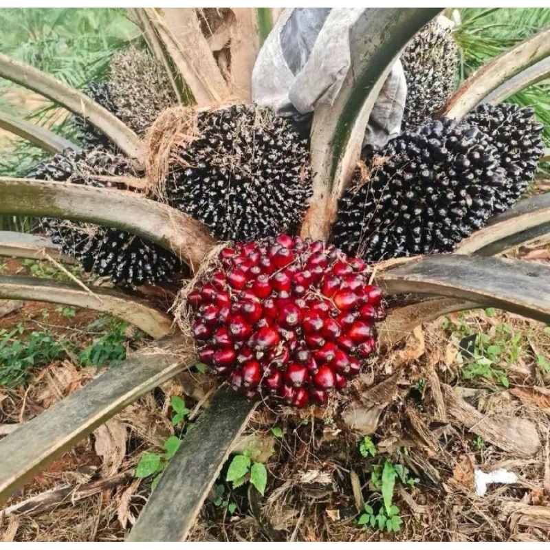 Benih Sawit Unggul GOLDEN TENERA bersertifikat Asli