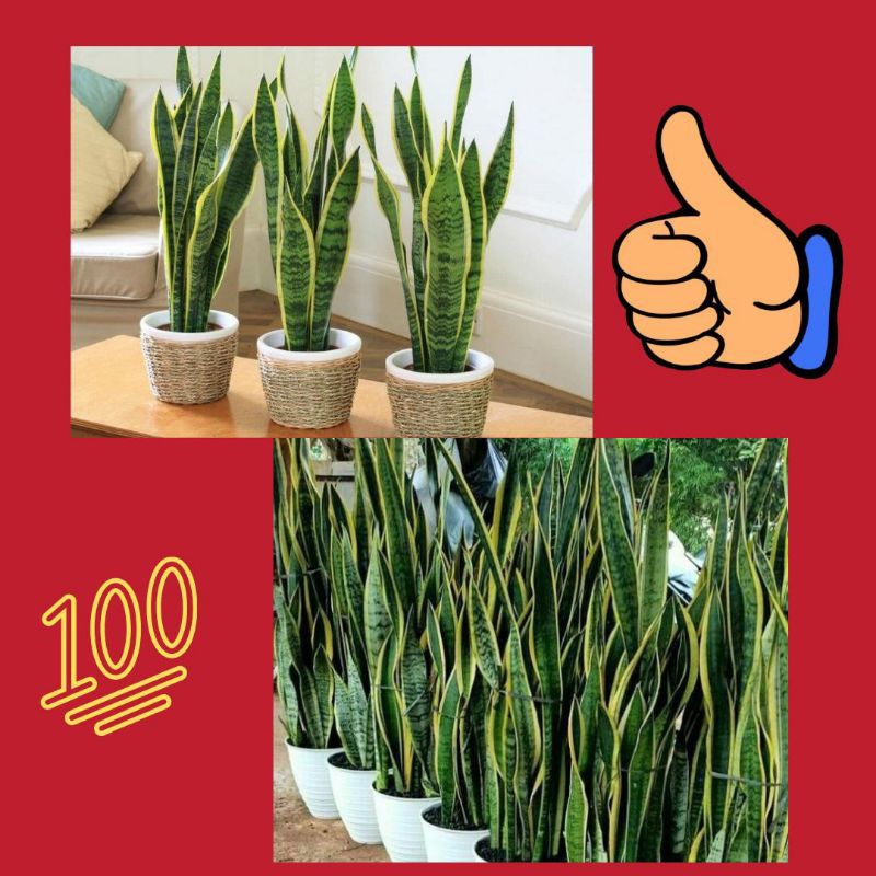 10 Pohon Lidah Mertua Mini, Lidah Mertua Kecil, Lidah Mertua Tanaman