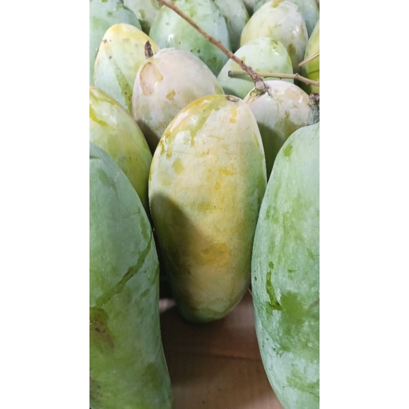 

Mangga kyojay / mangga thailand _ 1kg