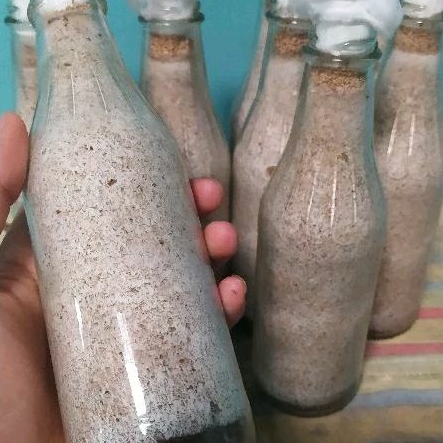 

BIBIT F2 JAMUR KUPING