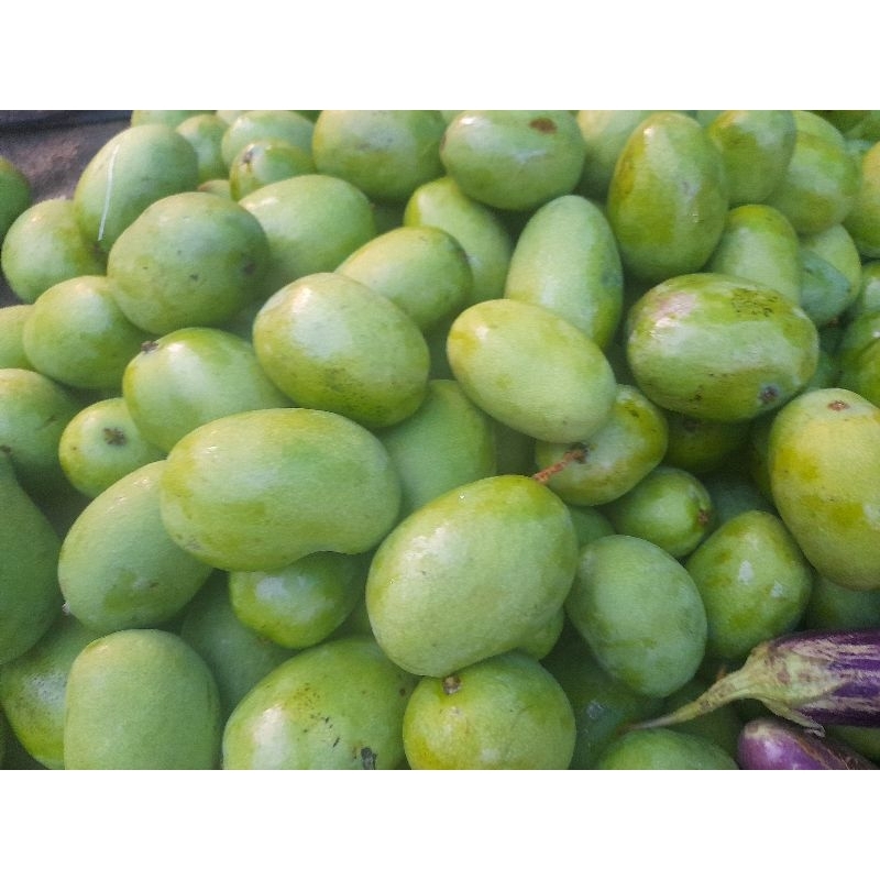 

mangga muda