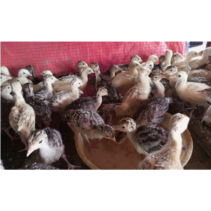 Ayam Hias (KALKUN ASLI) Ayam kalkun - Bibit Kalkun - Anak ayam kalkun