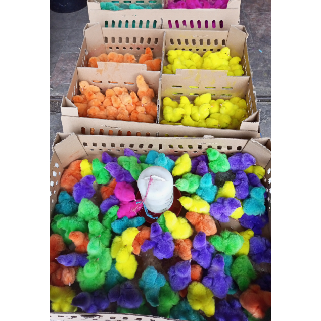 DOC Ayam Warna - Ayam Pelangi - ayam jantan warna - ayam negeri - ayam berwarna