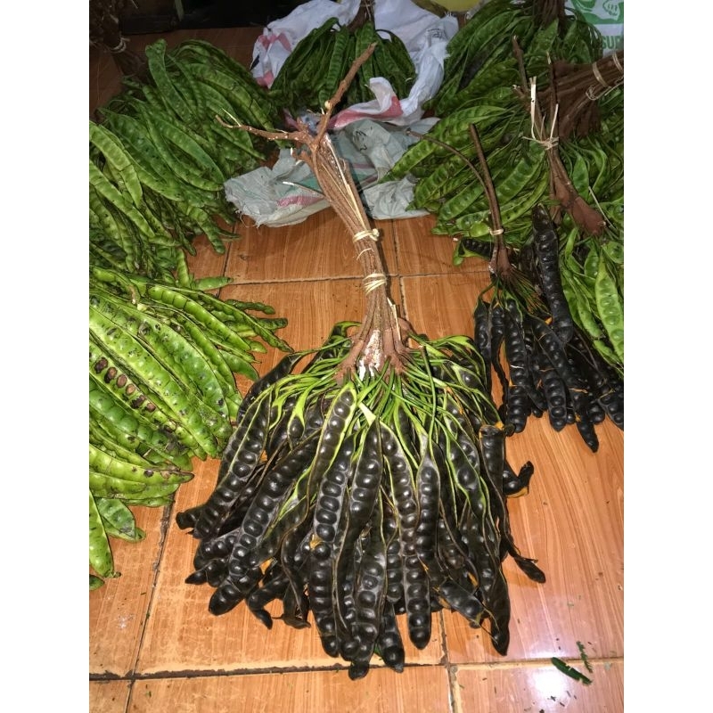 

PETE MASAK Di POHON 10 PAPAN