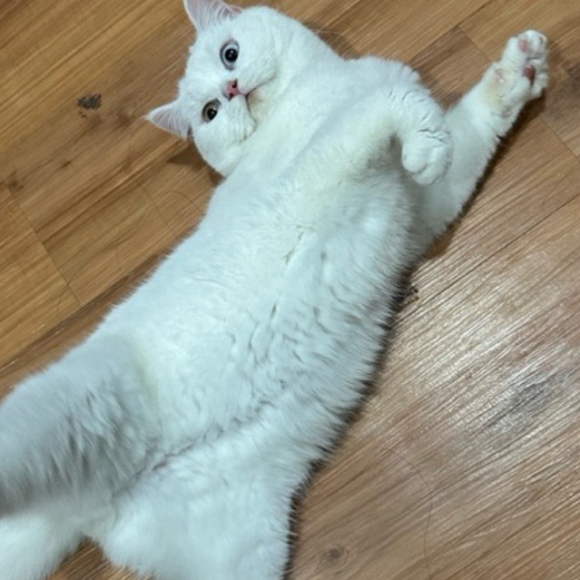 British short hair odd eye