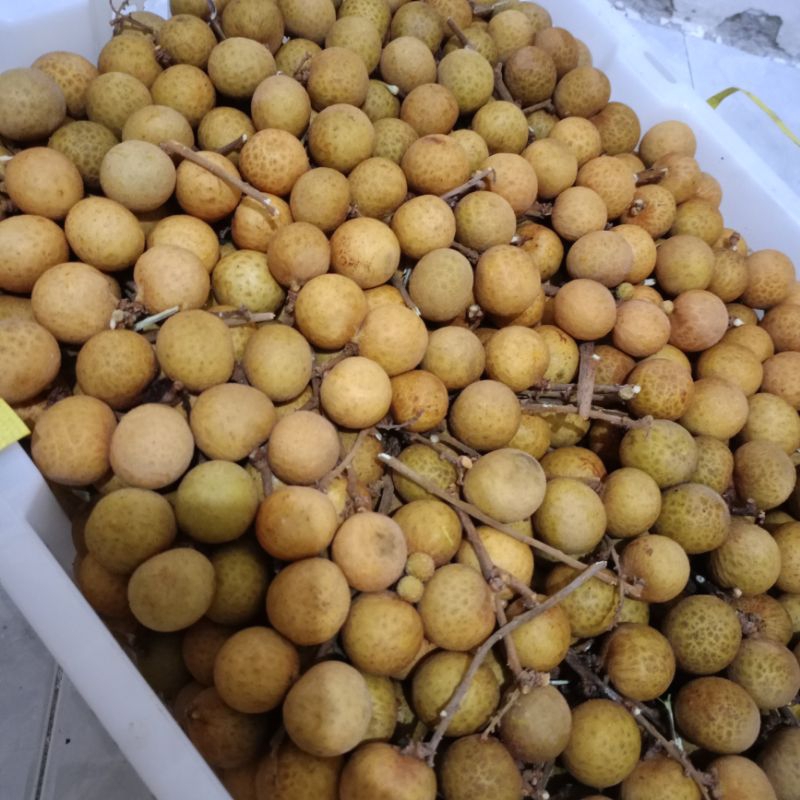 

Kelengkeng 25rb/kg