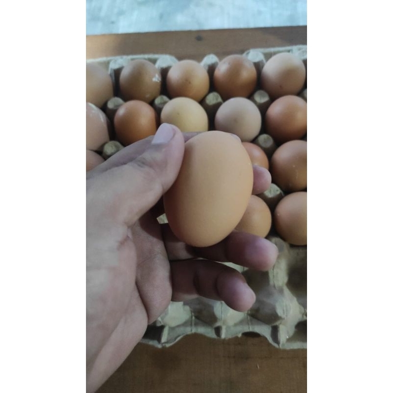 

Telur Ayam per papan