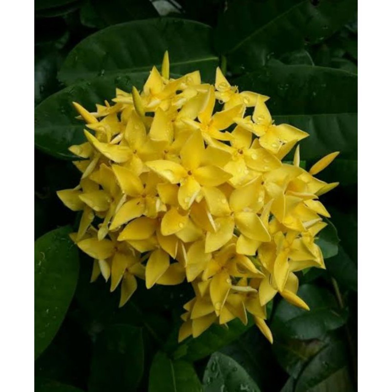 Tanaman hias bunga asoka Kuning - Bunga Asoka - Soka Kuning