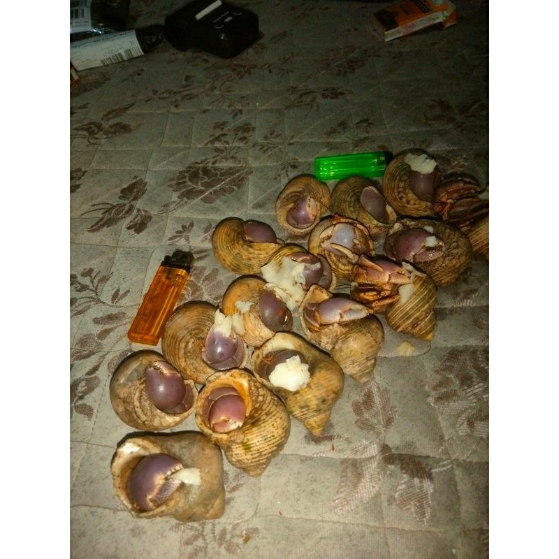 6 keong kelomang umang jumbo