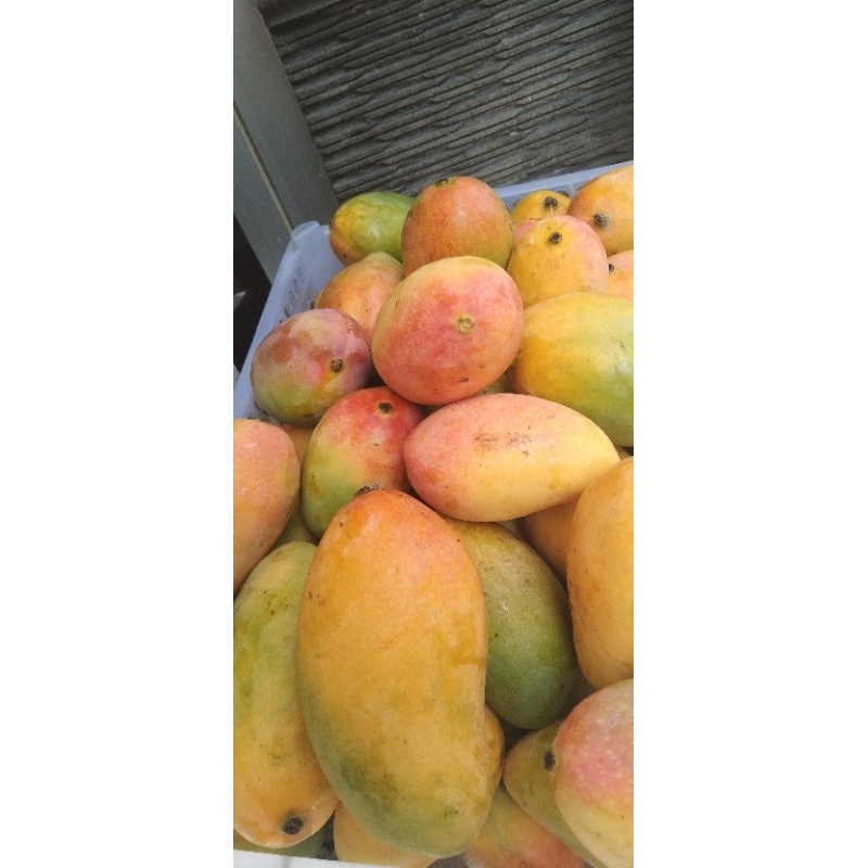 

mangga podang asli kediri 1kg