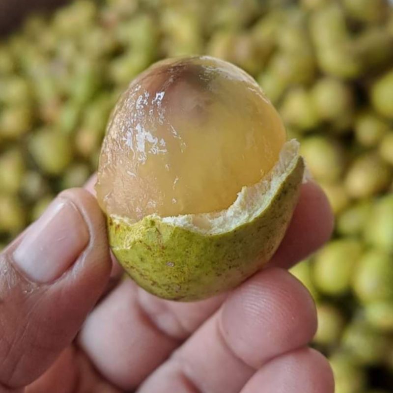 

Buah Matoa Khas Papua 500 Gram | Fresh Manis Tebal Besar