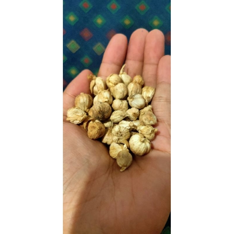 

Kapulaga Kering Asli Panen Sendiri