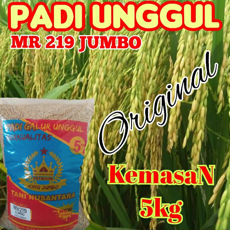 Benih padi unggul MR219 JUMBO tahan roboh kemasan 5kg bisa COD