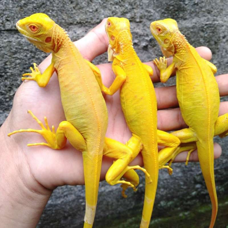 pelet iguana albino baby random