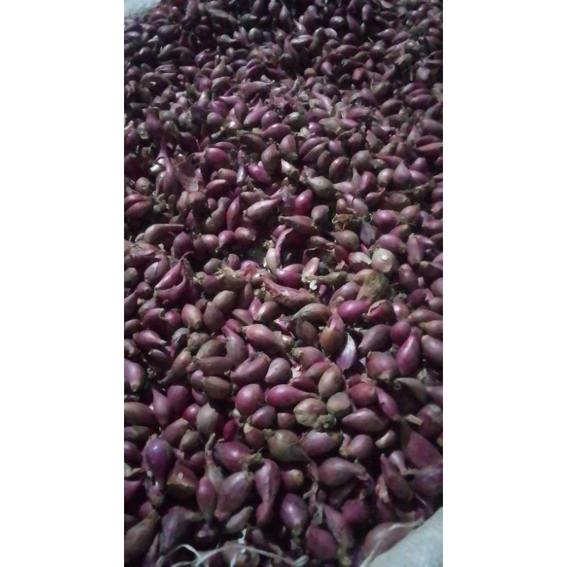 

Bawang merah kecil/ulekan 1kg