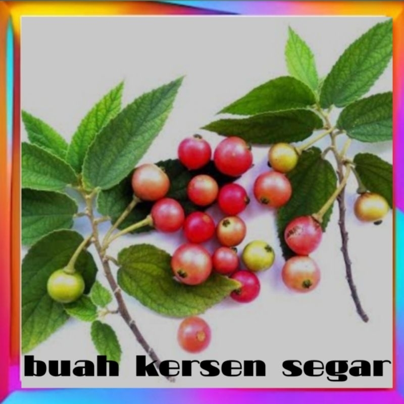 

BUAH KERSEM SEGAR/ PER 100 BIJI