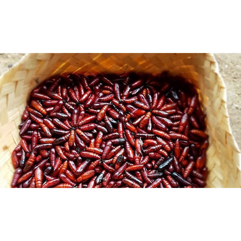 

UNGKER JATI ULAT JATI UNGKRUNG JATI KHAS GUNUNGKIDUL