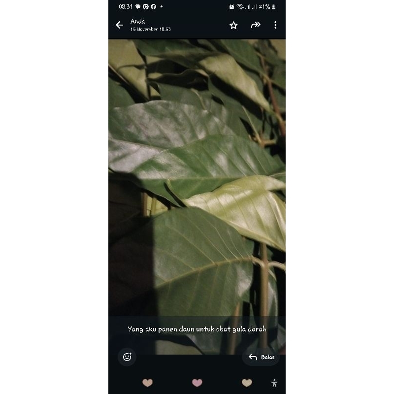 

rempah daun kering