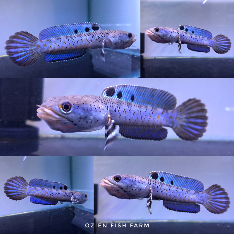 Hiasan Aquarium - Channa Pulchra