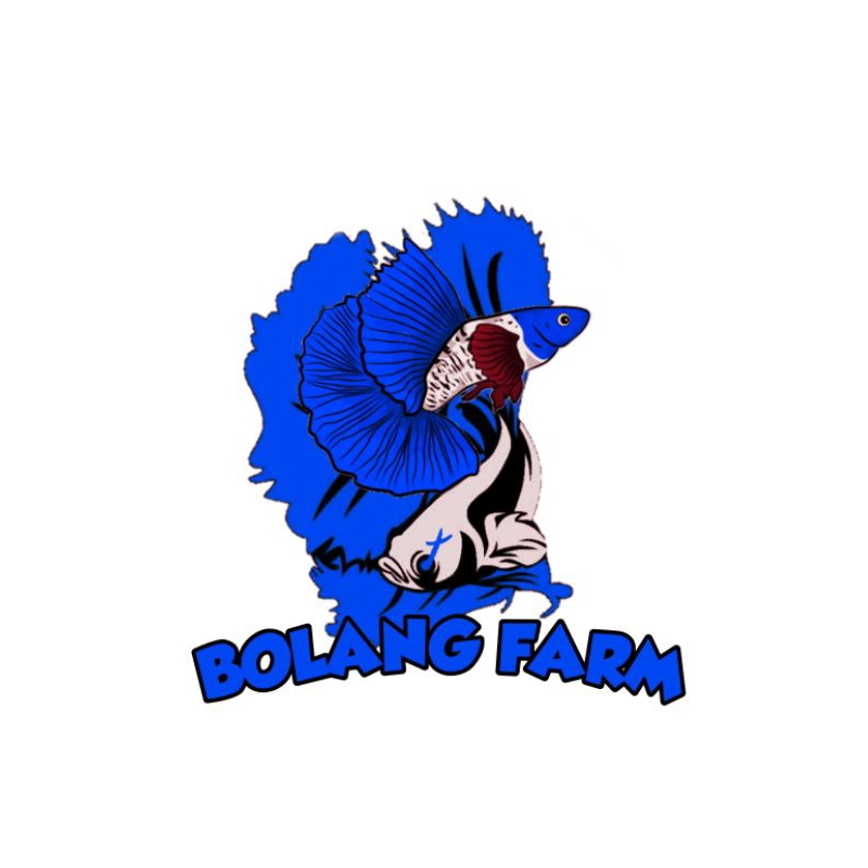 Hiasan Aquarium|Guppy Albino Platinum red tail