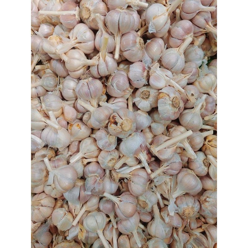 

Bawang putih 500 gram