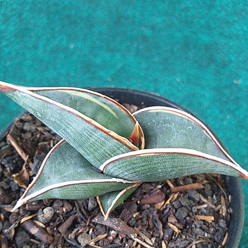 sansivera rorida varigata tembus