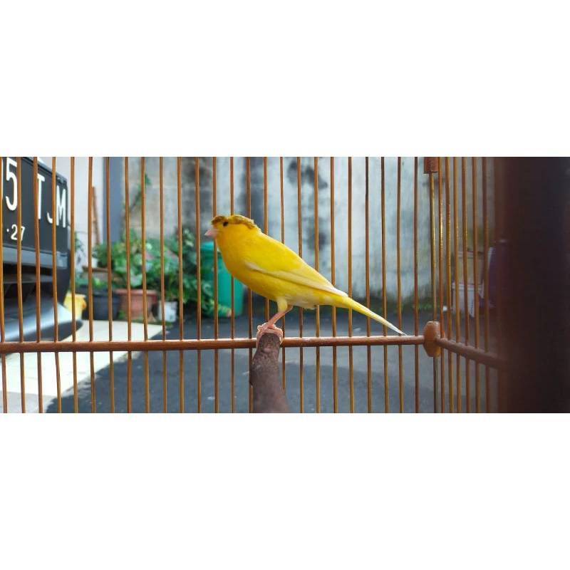 Kenari Jambul AF CERAH GACOR – GACOR, SIAP LOMBA, SIAP MASTERAN, KICAU MERDU & AKTIF